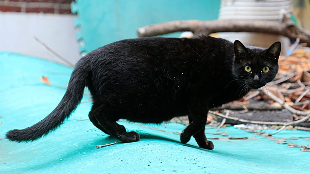Video. Un gatto russo diventa mamma, ma i suoi cuccioli...non sono gattini!