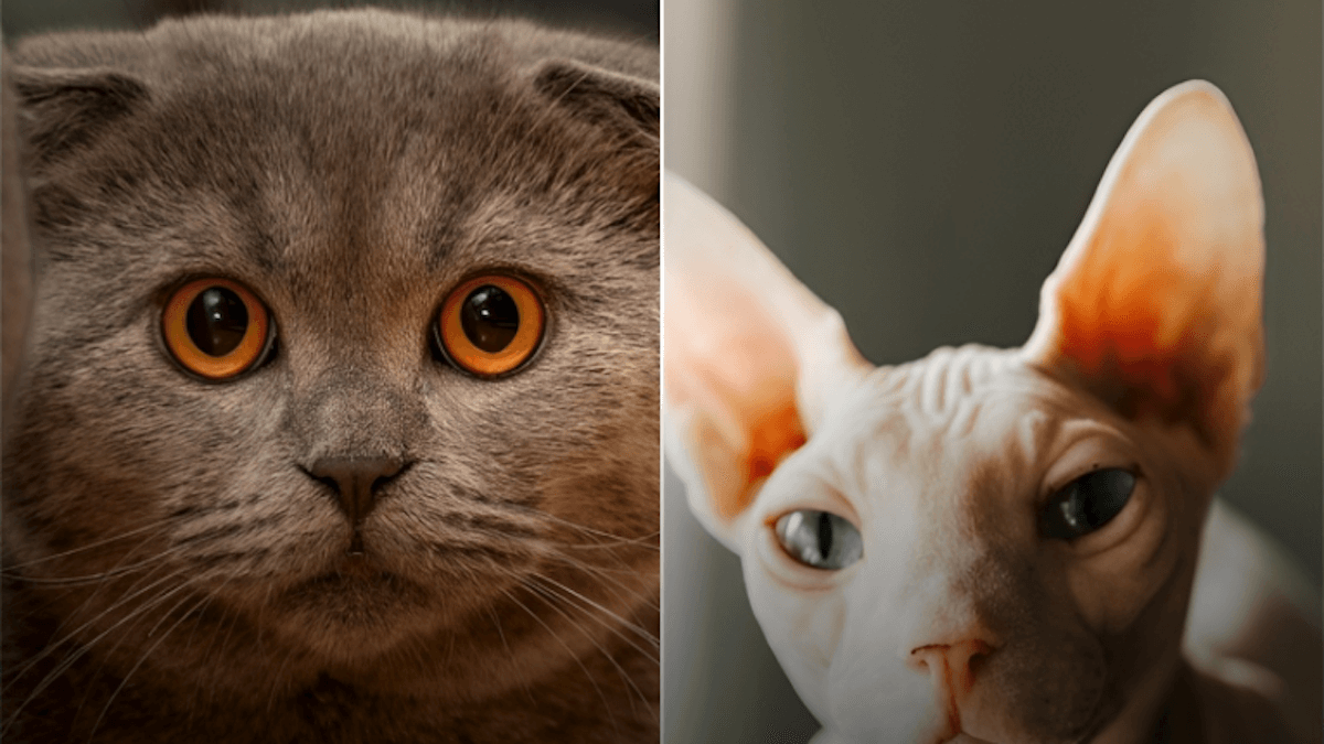 Stop ai gatti “di design”: dal 2026 vietati Scottish Fold e Sphynx. Ecco dove