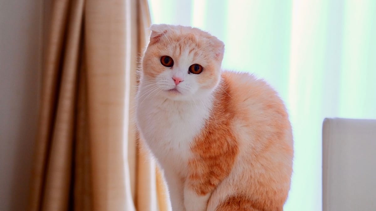 Stop a Scottish Fold e Sphynx: dal 2026 vietato possedere gatti con tratti dannosi. Ecco dove e perché