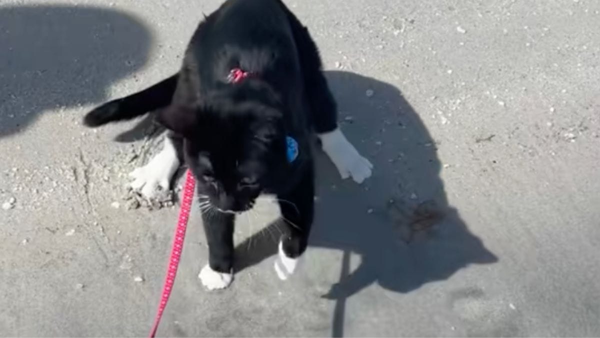 Porta il gatto in spiaggia: la sua reazione sciocca milioni di persone