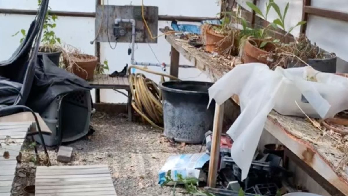 Volevano solo annaffiare i fiori, ma una piccola famiglia aveva già occupato l'apposito secchio