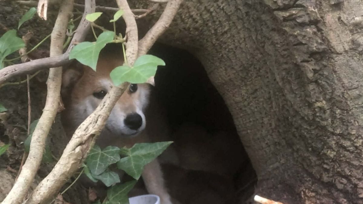 I vicini seguono una cagnolina randagia: non immaginano la sorpresa che li aspetta