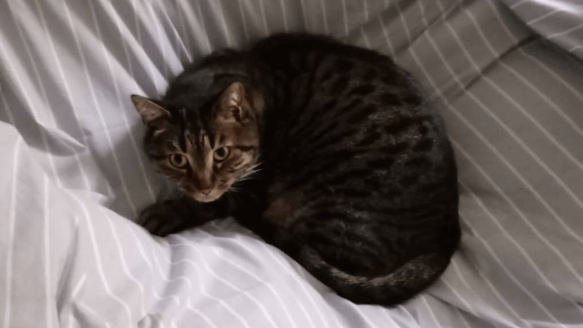 Cervia, l’appello disperato: “Aiutateci a ritrovare Silvestro, il nostro gatto scomparso”