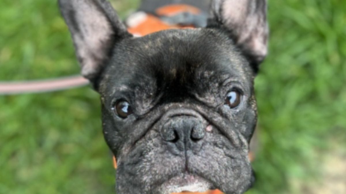 A causa di una malattia, questo cane fatica a respirare da solo: i soccorritori lanciano una raccolta fondi