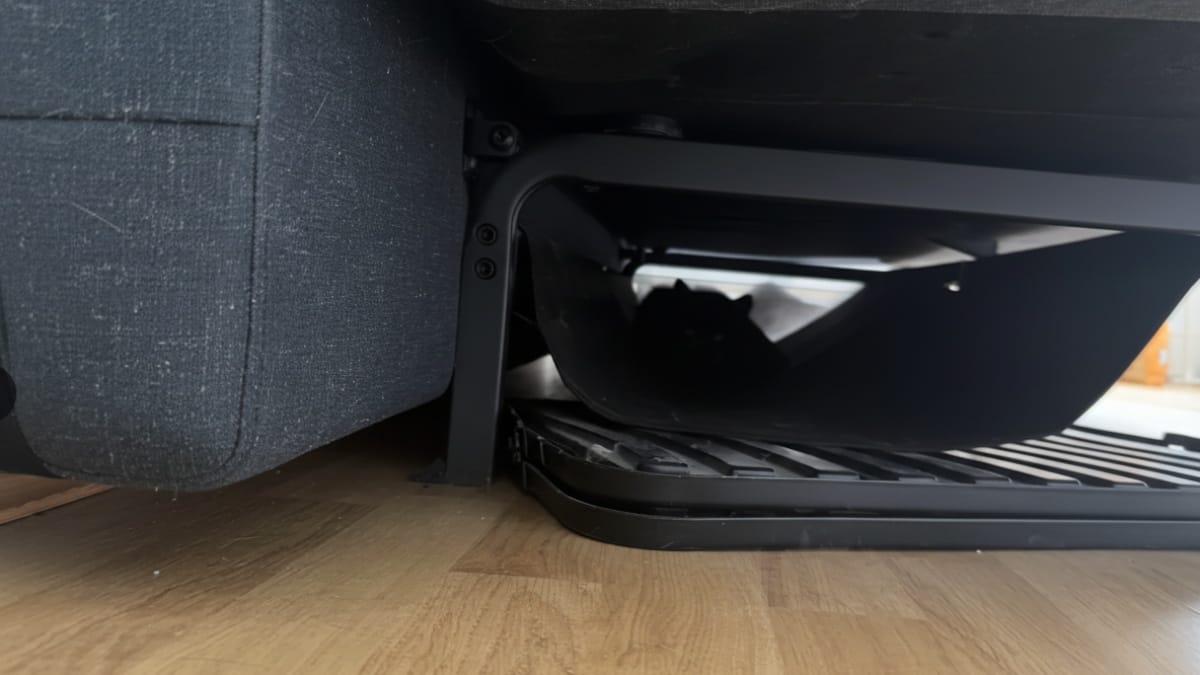 Il suo gatto fissa il divano per una settimana senza muoversi: scopre cosa si nasconde e quasi sviene