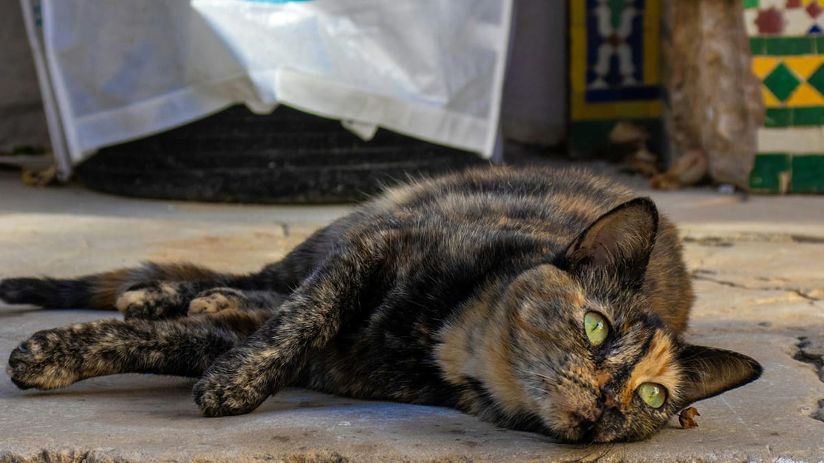 kattennamen met betekenis