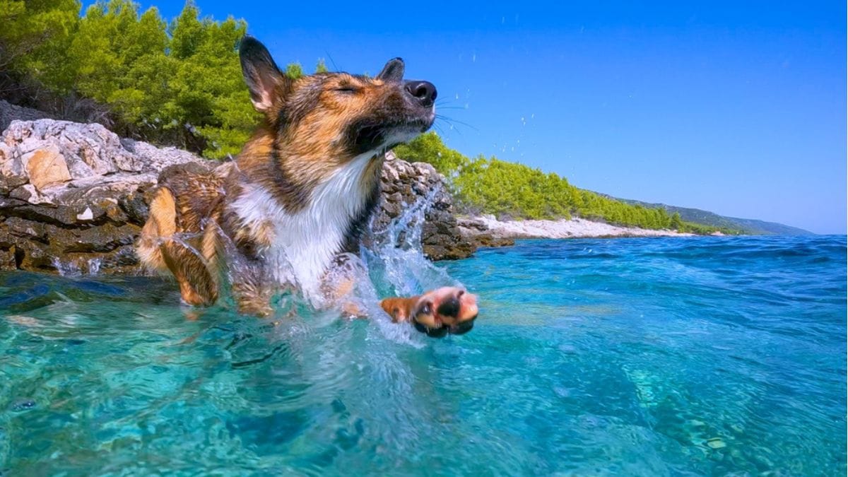 Le spiagge per cani in Abruzzo per l'estate 2026