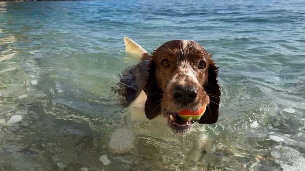 L’elenco di spiagge per cani in Puglia per l'estate 2026