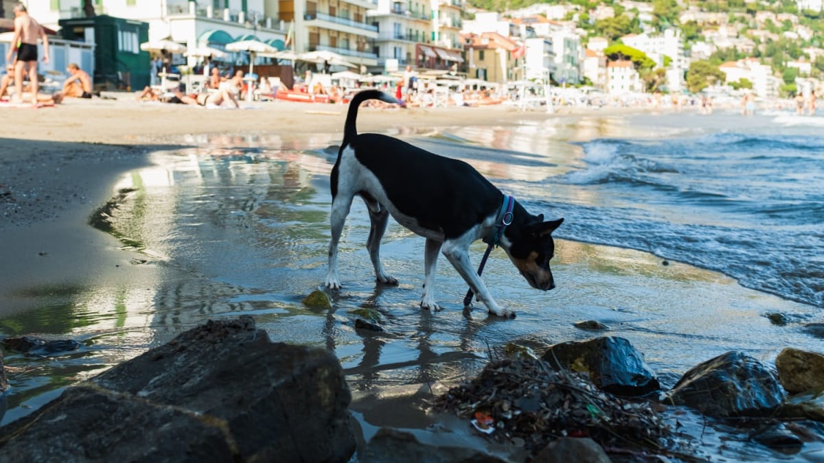 L'elenco di spiagge per cani in Liguria