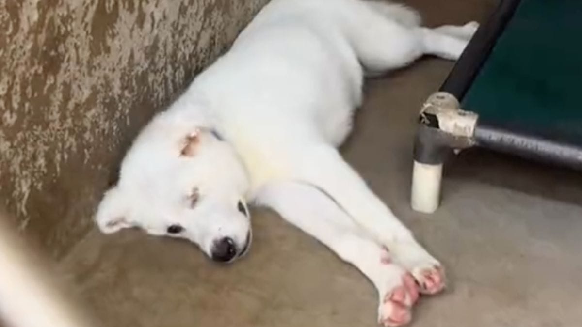 432 giorni di attesa: l'incredibile destino di questo cane che nessuno voleva