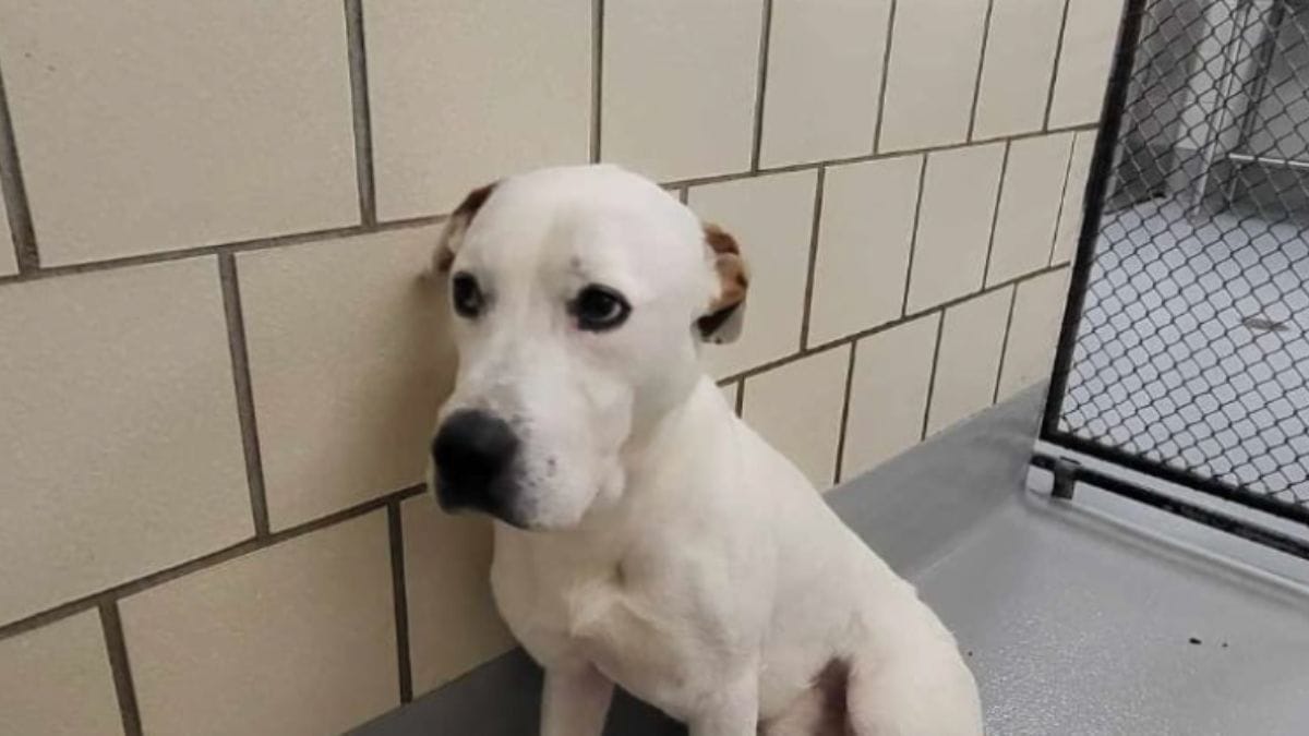 Video. Famiglia salva un cane e decide di adottarlo: il destino ha altri piani per loro