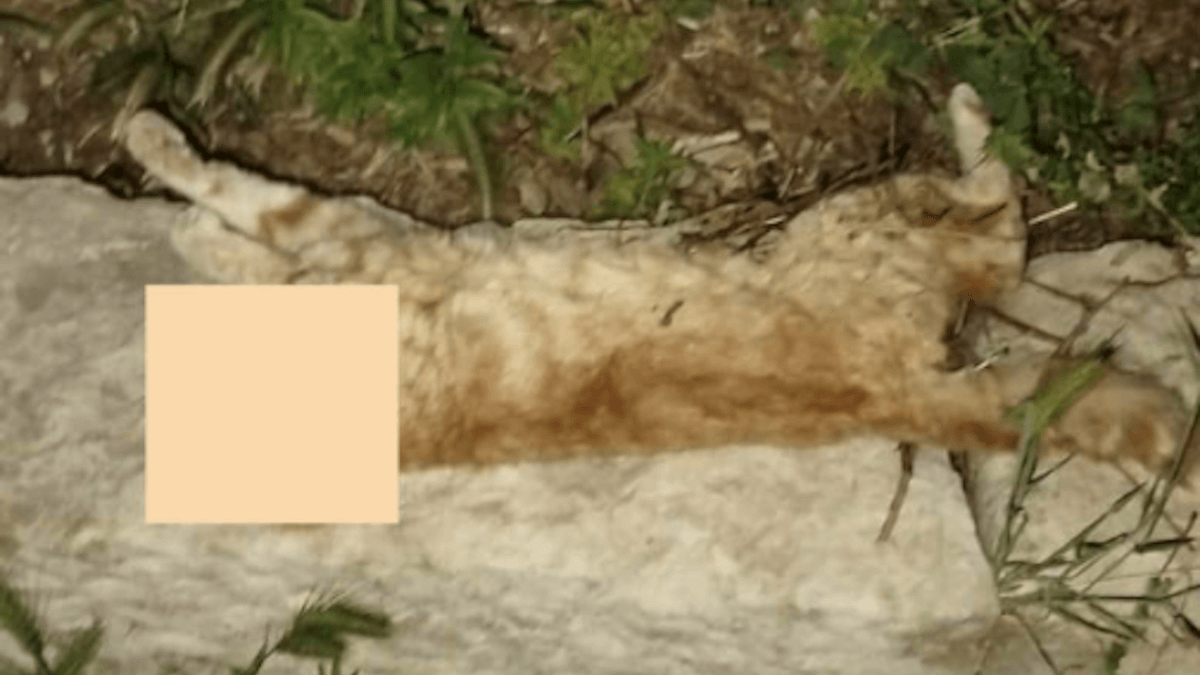 Strage di gatti a Ragusa: sospetto avvelenamento. È dibattito sui reati contro gli animali