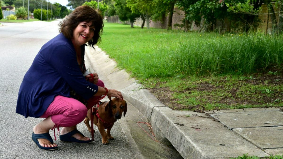 Pensa che il suo Bassotto stia abbaiando a un gatto. Quando si avvicina, la terribile scoperta