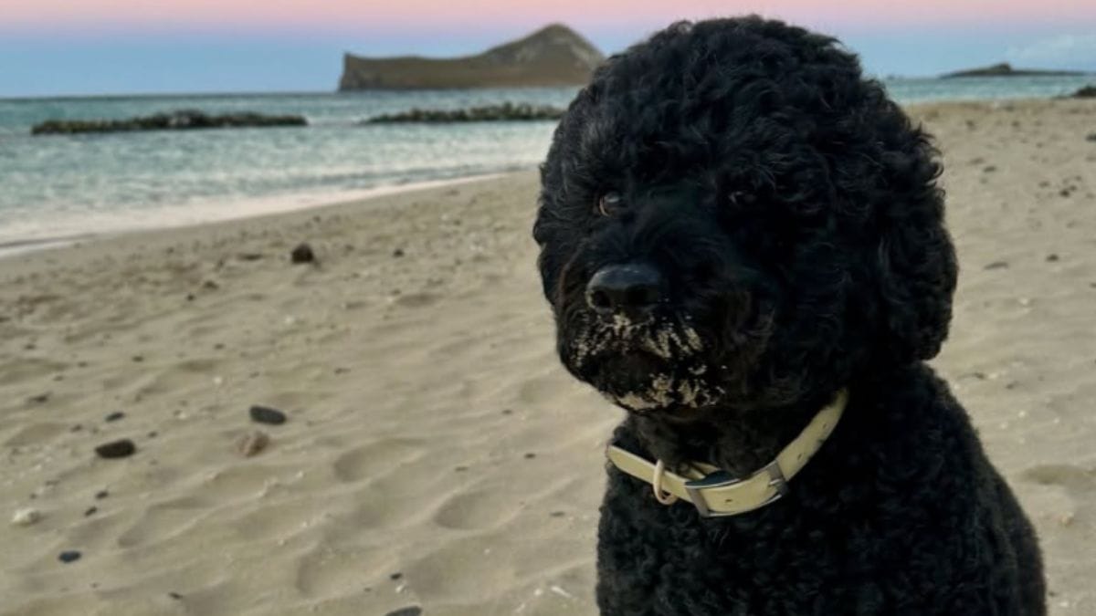 Michelle e Barack Obama in lutto: annunciano la morte della loro cagnolina Sunny