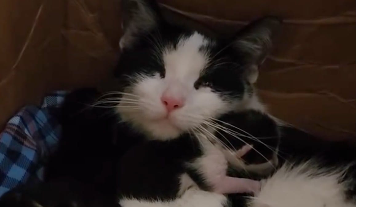 Escono a comprare da mangiare...e tornano con 8 gatti