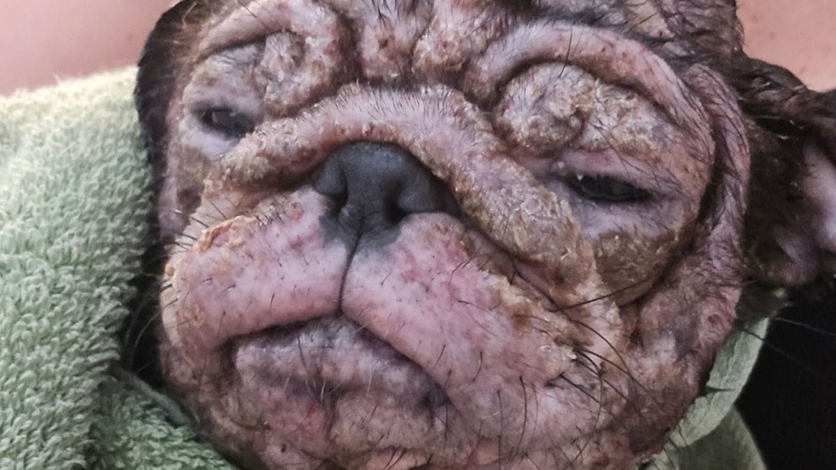 Video. Un cane rosa e raggrinzito arriva al rifugio: nessuno avrebbe potuto immaginare la sua trasformazione