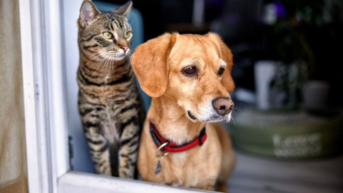 Scheda di emergenza per cani e gatti: scaricala ed evita che il tuo animale resti a casa da solo