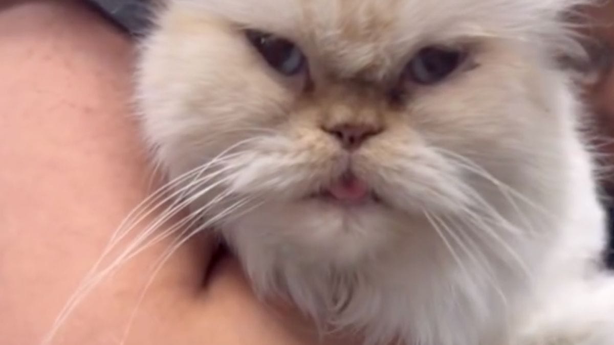Investito da un'auto, questo gatto anziano sopravvive al peggio: ora lo attende una nuova battaglia