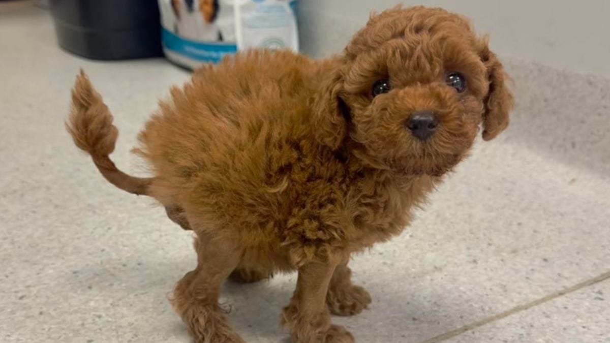 Il veterinario vuole misurare la temperatura al cane, ma scopre che non c'è nessun posto dove mettere il termometro