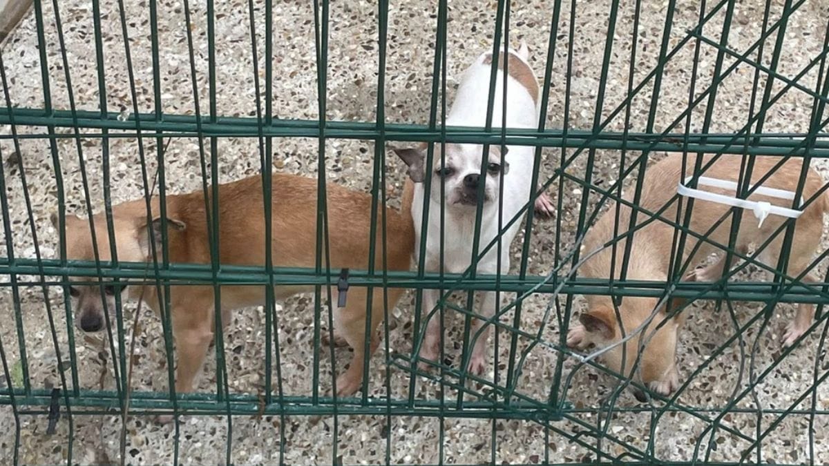 «Salva» tre cani e li porta al rifugio: i volontari scoprono che ha mentito su tutto