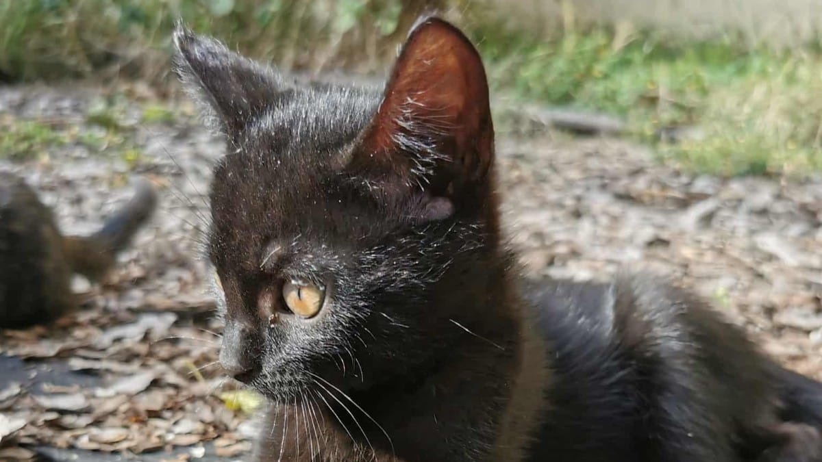 Un gattino trova la sua «famiglia per sempre»: 2 mesi dopo, doccia fredda al rifugio