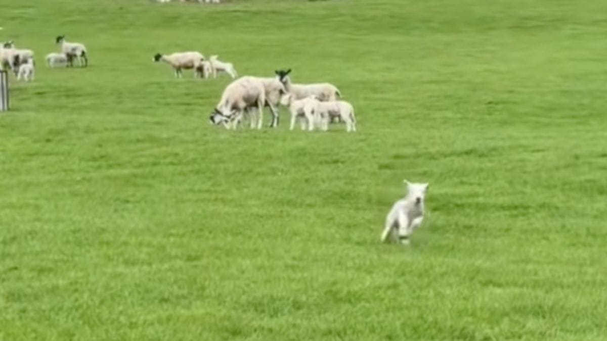 Entra in un campo per portare a spasso i cani e vede una piccola macchia bianca correre verso di lui