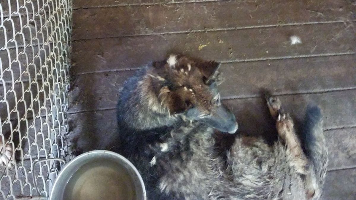 Si recano in un'associazione che offre una pensione ai cani da lavoro: sul posto, la situazione è terribile