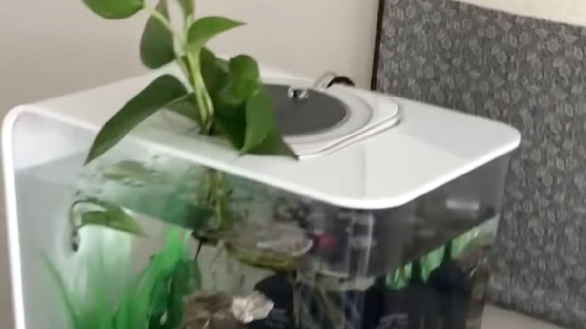 Sognava un cane, ma ha adottato un pesce: il suo pesciolino diventa un'atleta olimpica