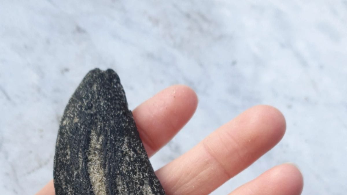 Il suo cane gli porta un "bastone": lui, sotto shock, tira fuori il telefono per inviare la foto ai media