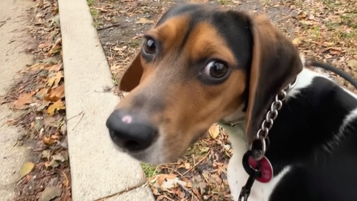 Cane rinchiuso tutta la vita in un garage buio: il suo primo sorriso durante la passeggiata
