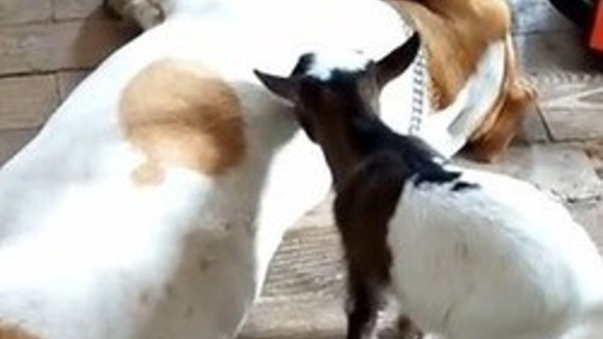 La capra si avvicina al cane addormentato: quello che tenta di fare è surreale