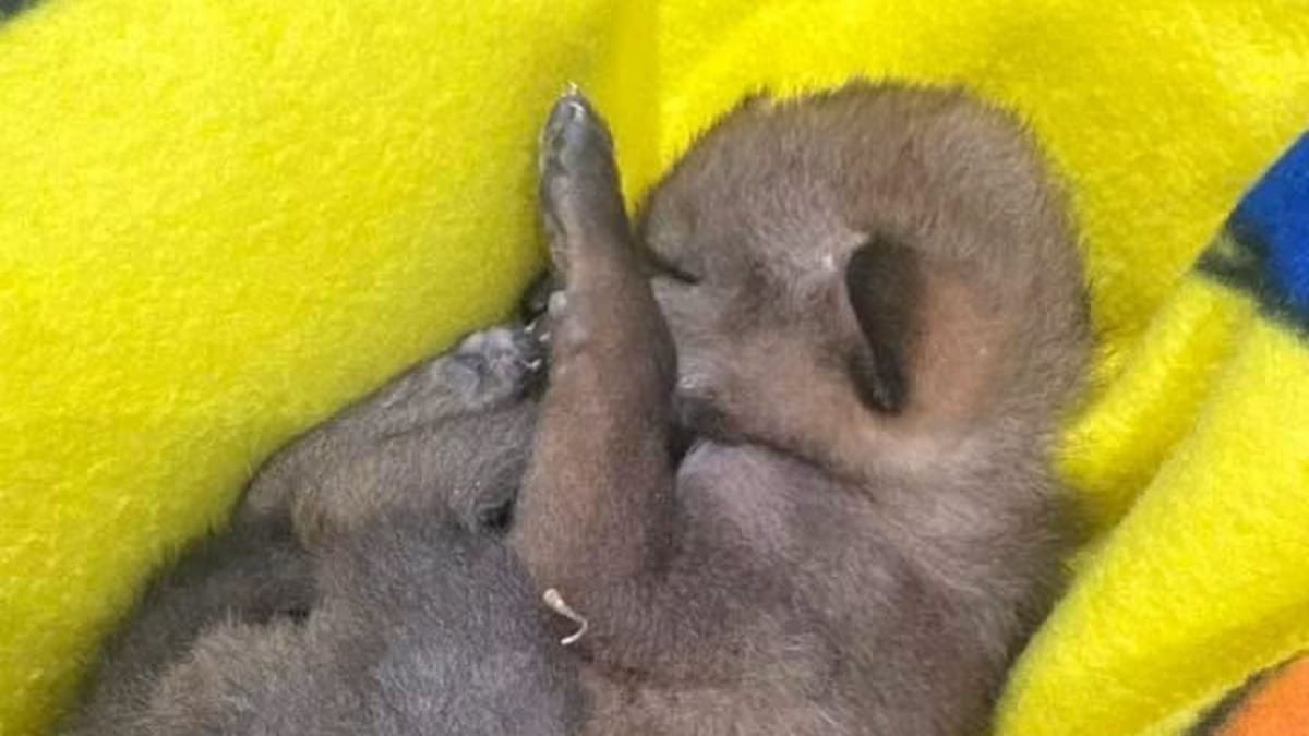 «Non è un cucciolo di cane»: il veterinario svela la vera natura dell'animale salvato da un bambino