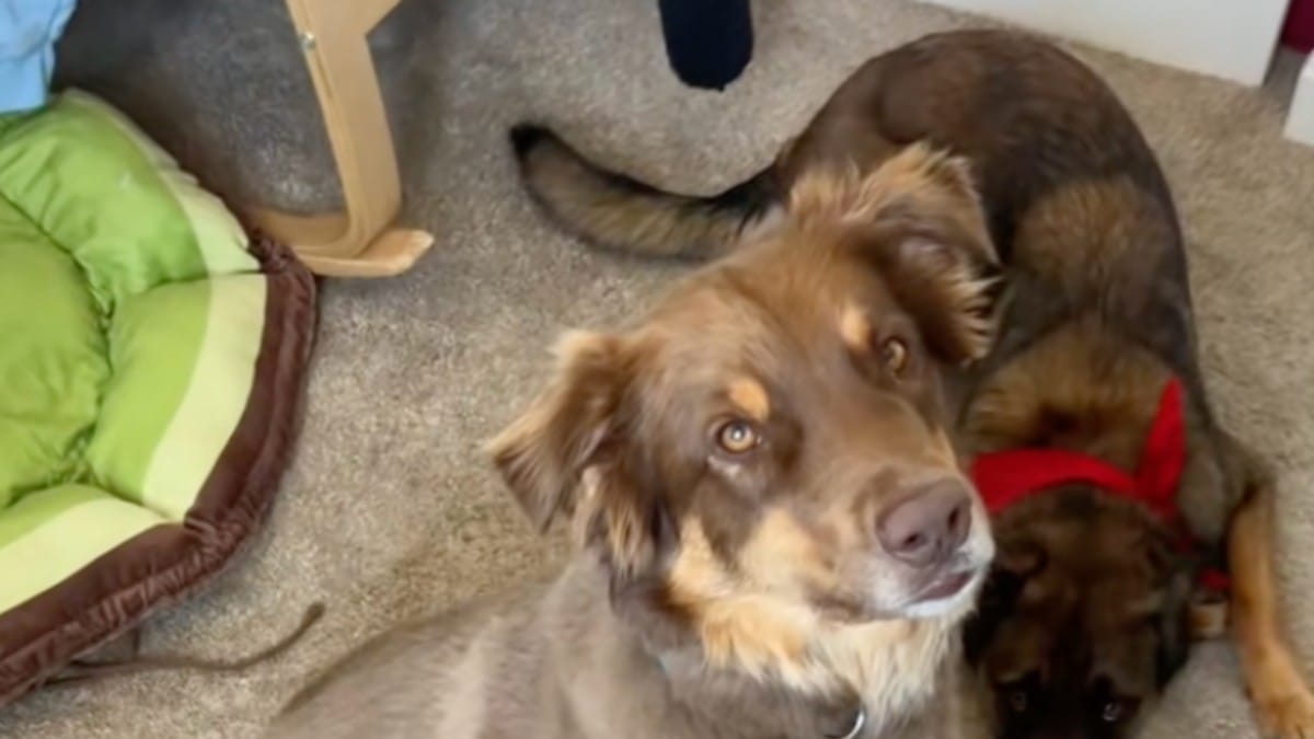 Video. «Perché ha fatto questo?»: affida il suo cane alla suocera che fa una scelta scioccante