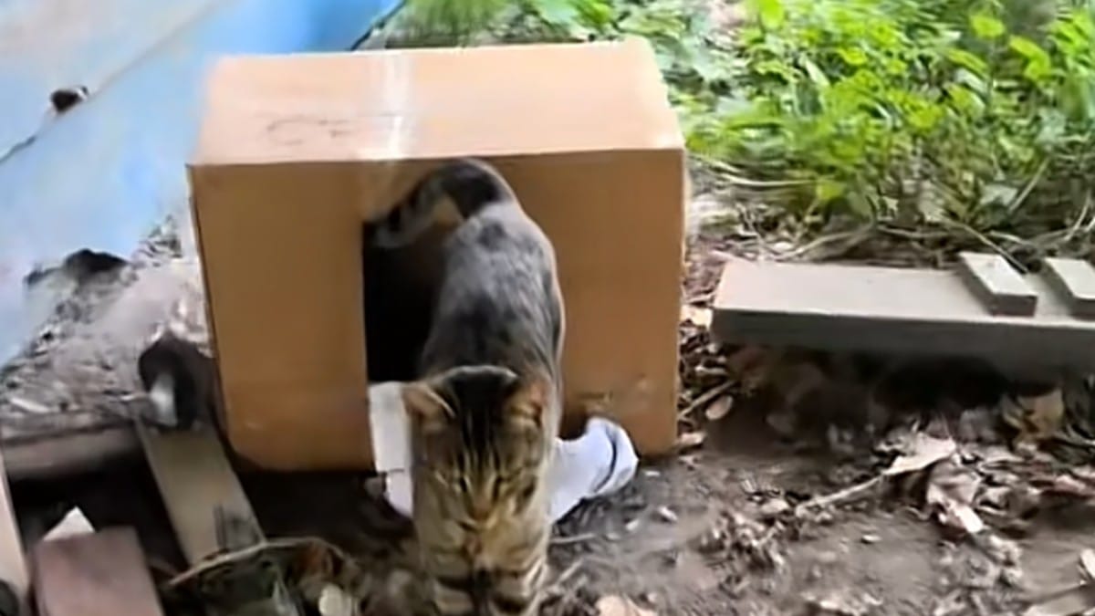 Dopo giorni incatenata sotto un portico, questa gattina ha impiegato mesi per accettare una carezza