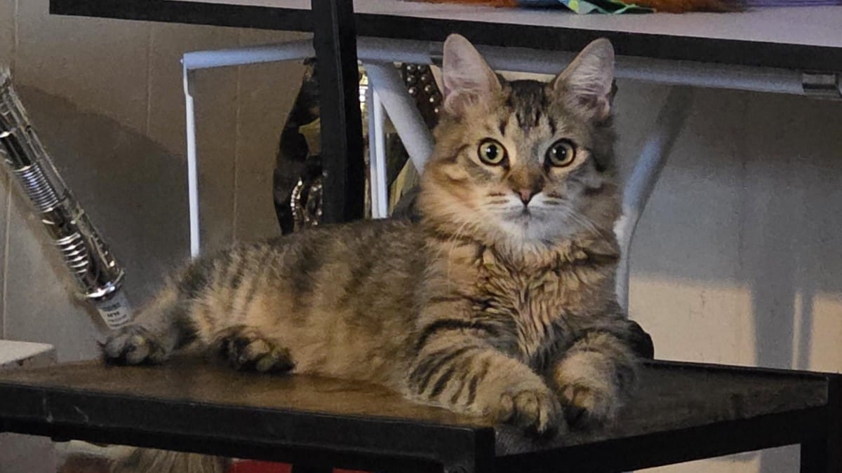 Spende 450 dollari dal veterinario, ma scopre il vero problema del suo gatto «malato» solo dopo