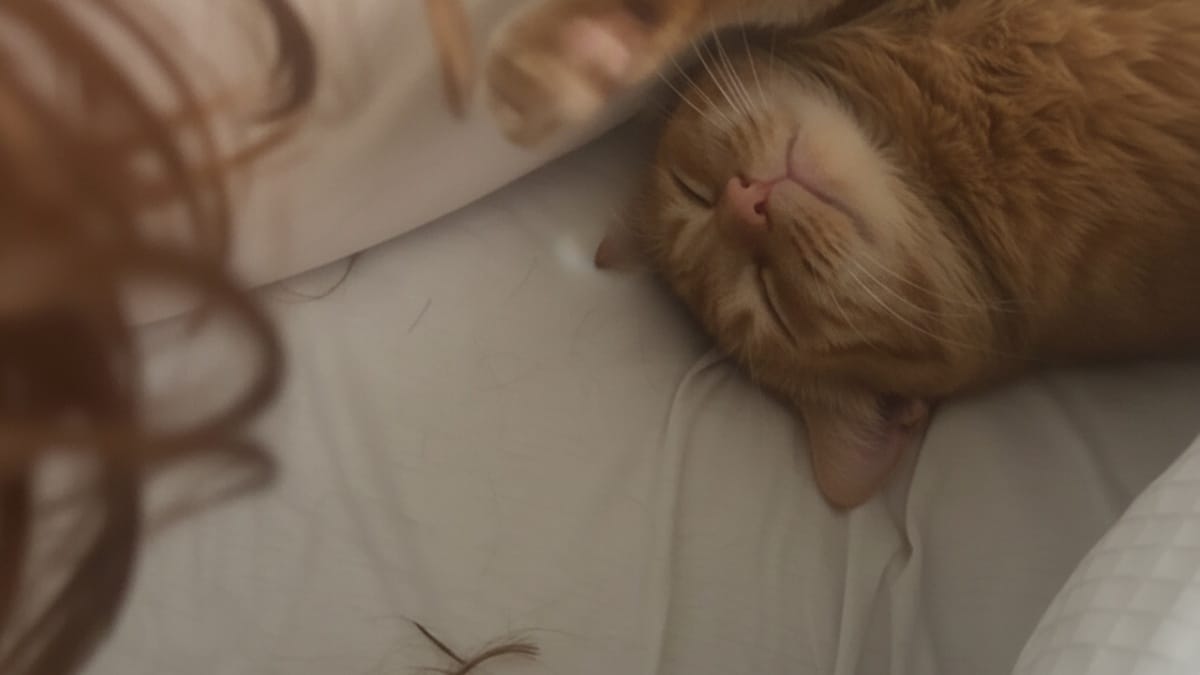 Pensava di perdere i capelli, finché non ha sorpreso il gatto a tagliarglieli