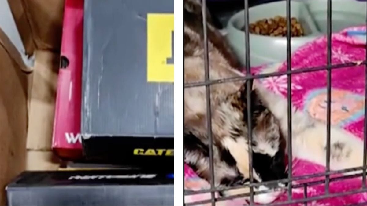 Video. Coppia spedisce il proprio gatto in un pacco Amazon: arriva 6 giorni dopo in queste condizioni