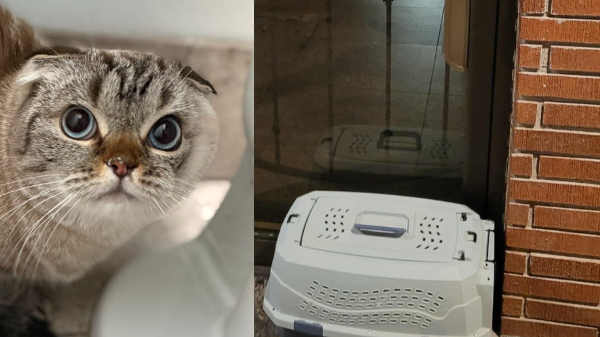 "È costato 3.000 dollari! Datelo a una famiglia amorevole": gatto abbandonato con 60$ davanti a un rifugio