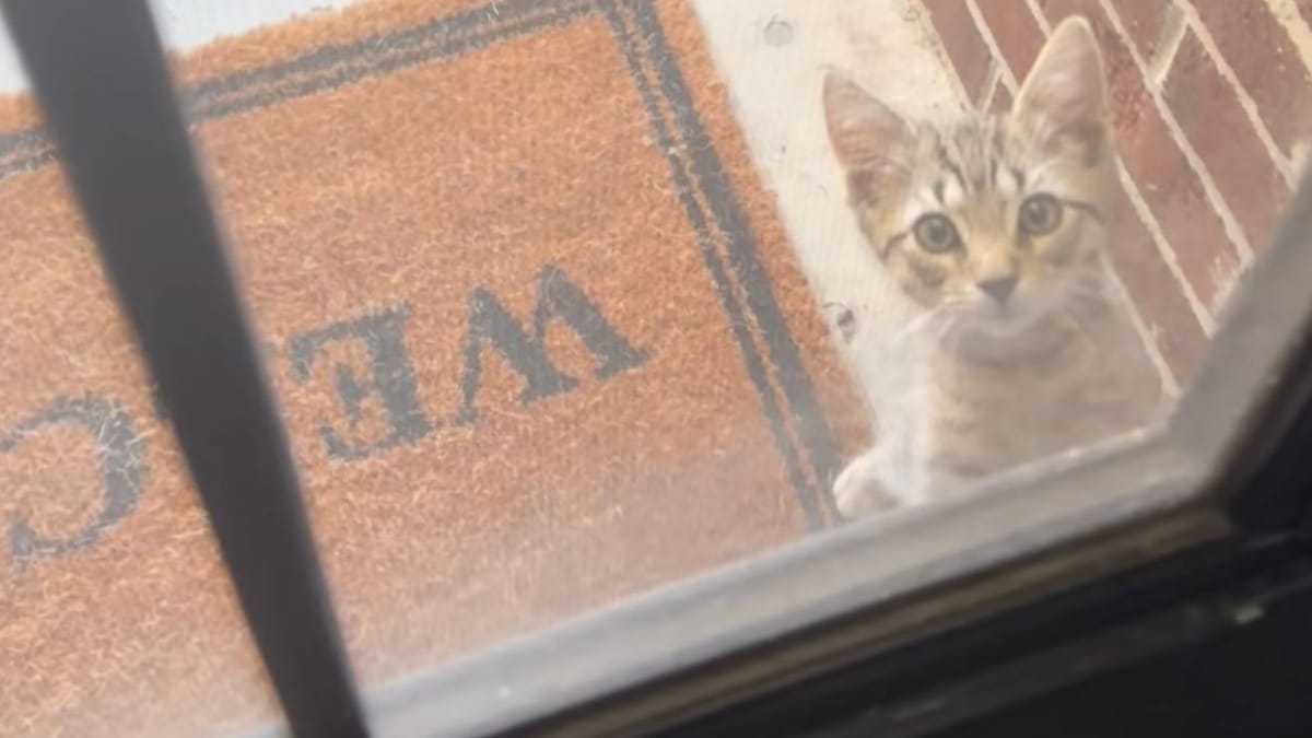 Sente miagolare un gattino alla porta: non crede ai suoi occhi quando decide di aprire