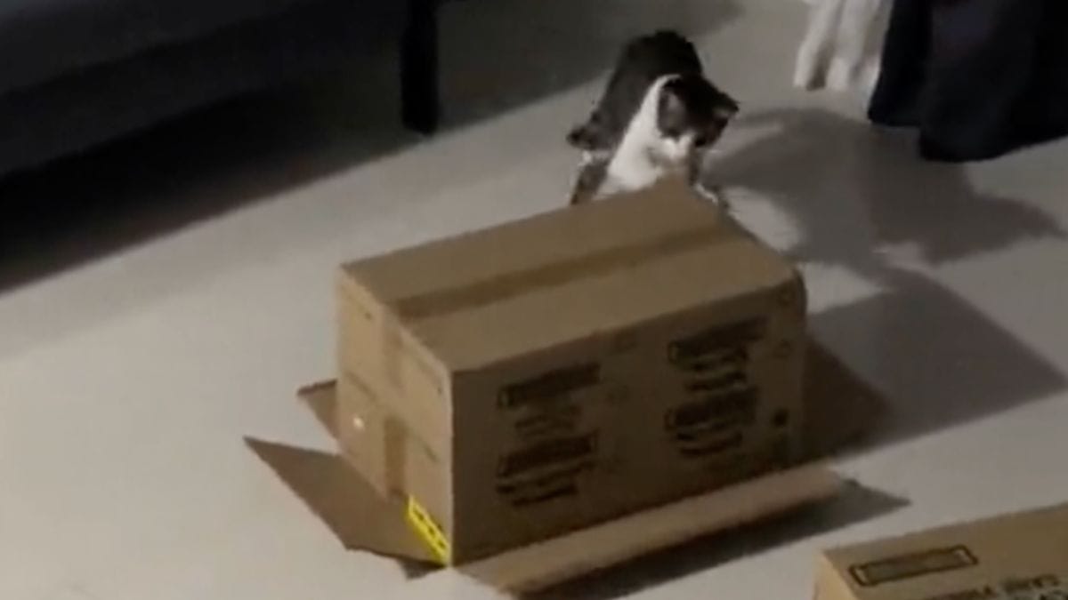 Questo ex gatto randagio dimostra di non aver dimenticato nulla...e porta a casa un'ospite a sorpresa!