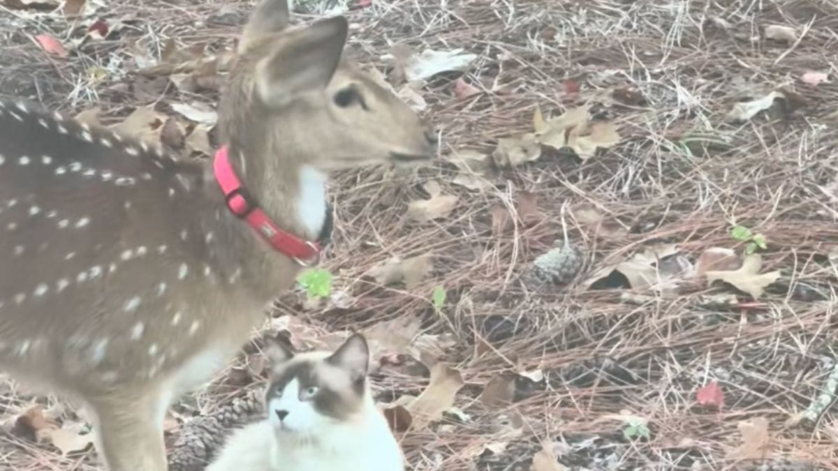 Il gatto si avvicina a un cerbiatto nel bosco: milioni di persone sospettano un fotomontaggio ma è tutto vero