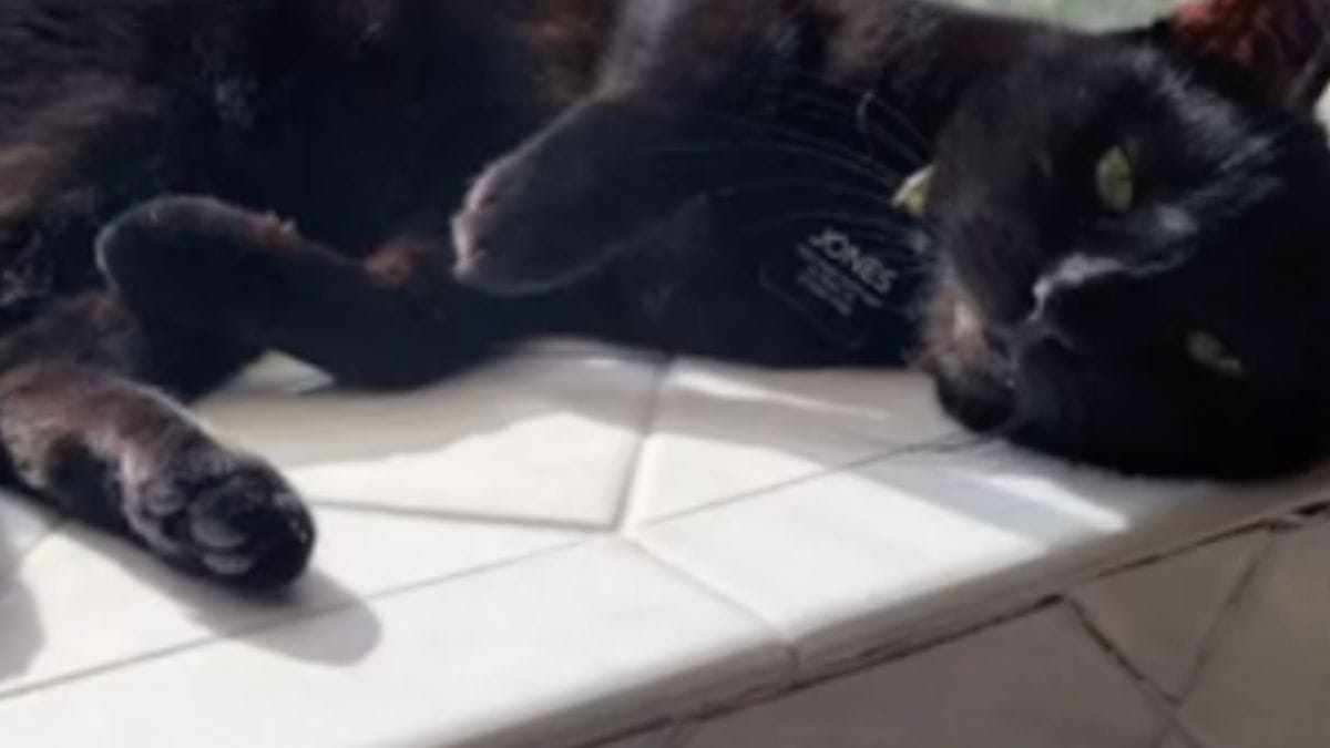 Il gatto esce per la sua passeggiata: al ritorno restano di sasso scoprendo il "regalo" dei vicini