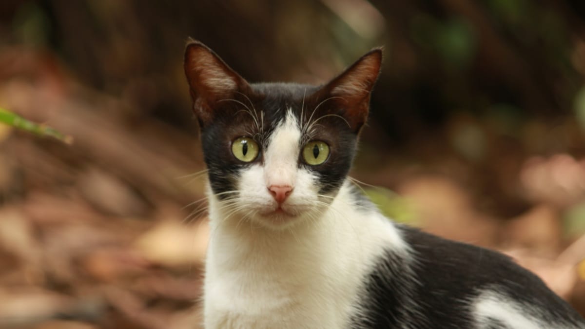 Gli scienziati svelano il trucco semplicissimo per «parlare» finalmente la lingua del tuo gatto