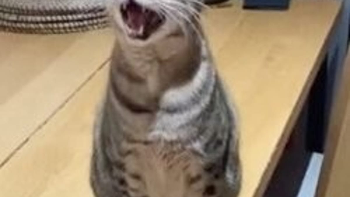 Video. Filma il suo gatto che la chiama: la scena commuove milioni di persone