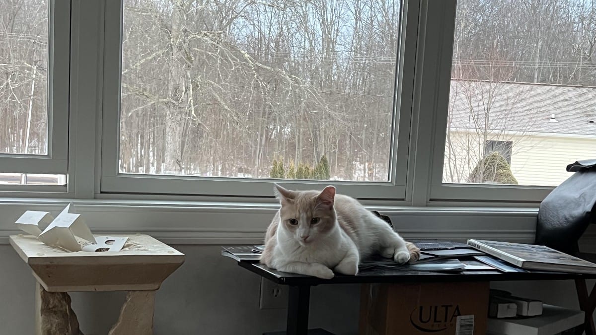 Infastidita dai miagolii del suo gatto si alza per sgridarlo: quello che sente nel corridoio la terrorizza