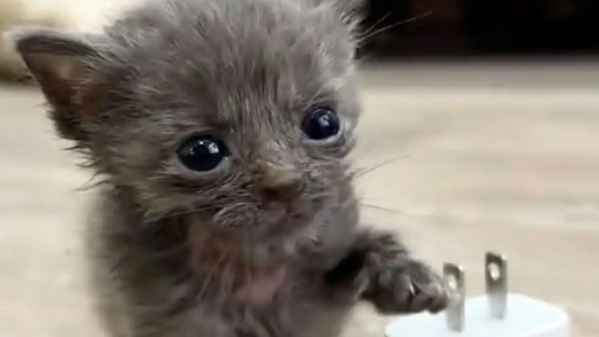 Video. Questa gattina ha poche possibilità di sopravvivere, ma due incontri cambiano il corso degli eventi