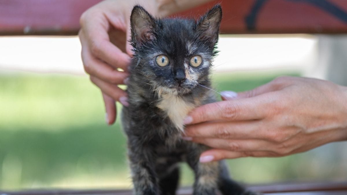 Soccorritori salvano un gattino ferito in strada ma devono affrontare molestie e aggressioni