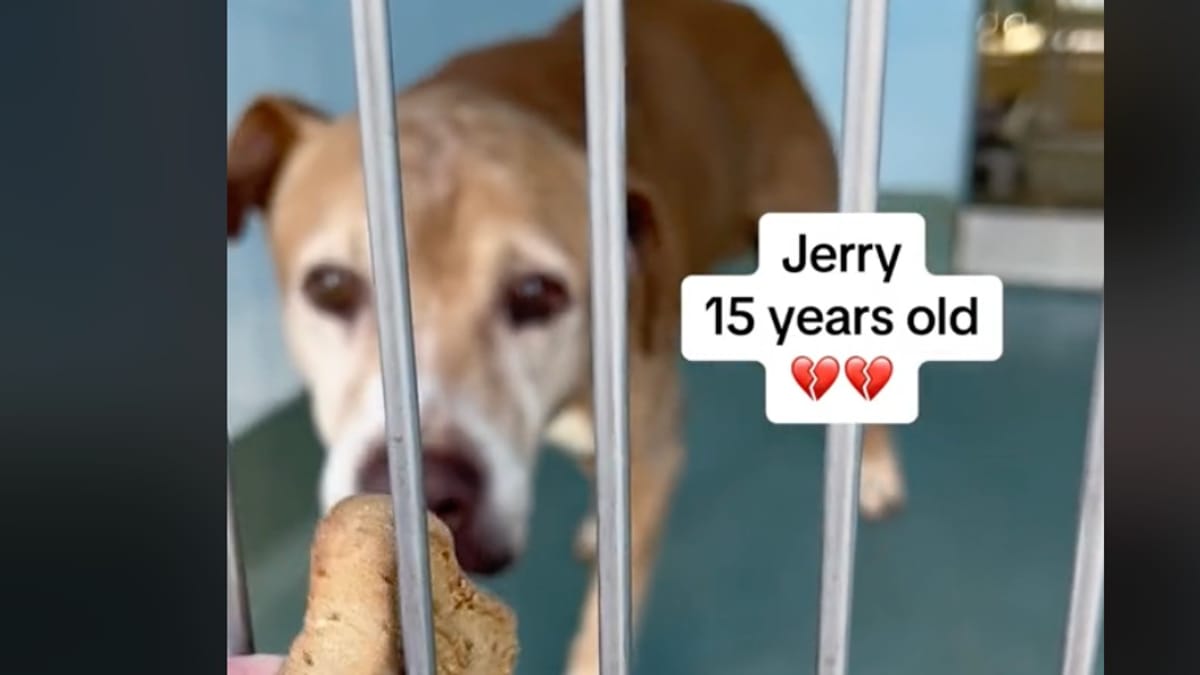 Video. Abbandonato all'età di 15 anni: la reazione di questo cane vi spezzerà il cuore