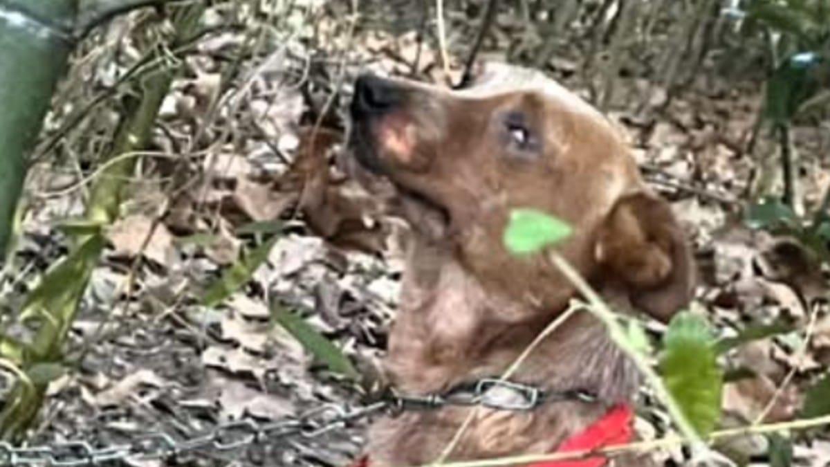 Giocano nel bosco, quando all'improvviso fanno una scoperta terribile