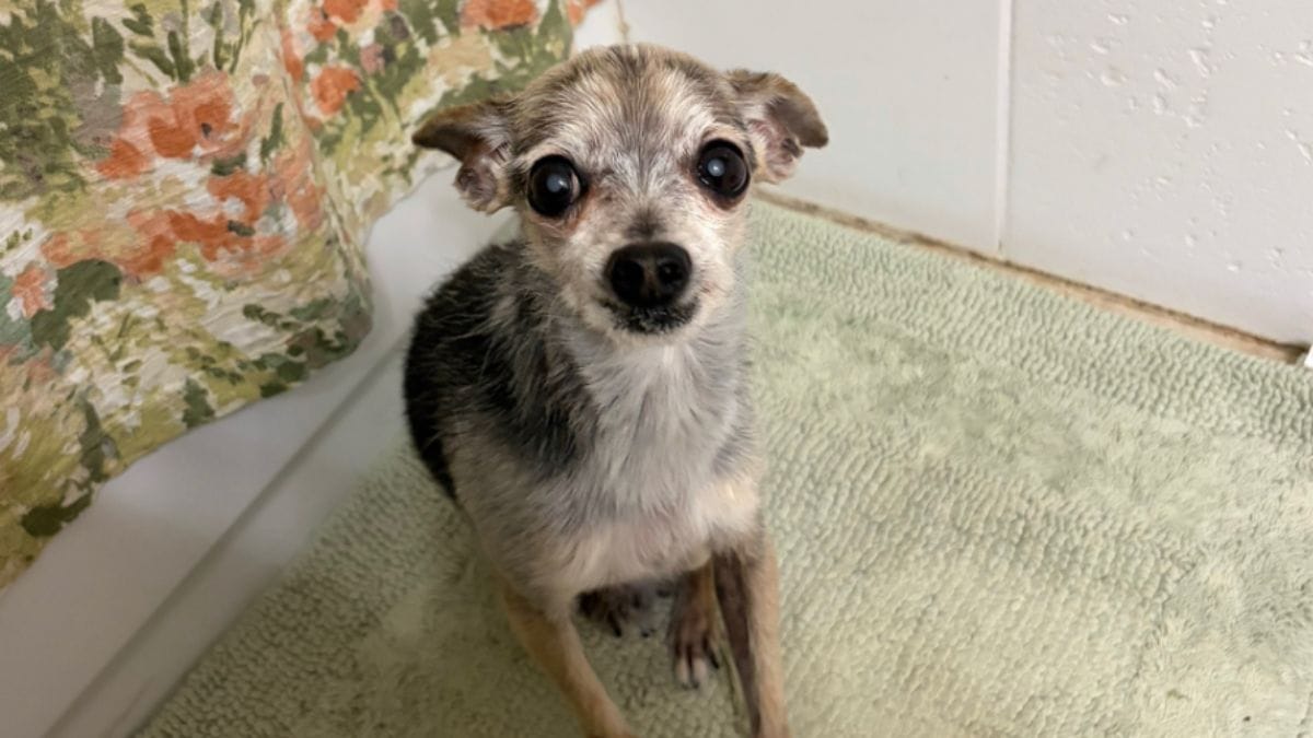 Una coppia offre un ultimo weekend a questo cane anziano: due mesi dopo cambiano idea